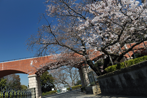 110405 sakura1 DSC_6414.jpg